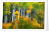 Aspen Grove Along McClure Pass by Anonymous