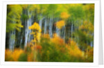Aspen Grove Along McClure Pass by Anonymous
