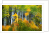 Aspen Grove Along McClure Pass by Anonymous