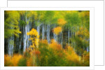 Aspen Grove Along McClure Pass by Anonymous