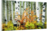 Aspen Grove Along McClure Pass by Anonymous