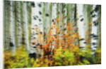 Aspen Grove Along McClure Pass by Anonymous