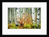 Aspen Grove Along McClure Pass by Anonymous