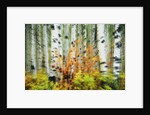 Aspen Grove Along McClure Pass by Anonymous
