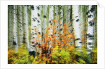 Aspen Grove Along McClure Pass by Anonymous