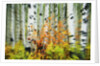Aspen Grove Along McClure Pass by Anonymous
