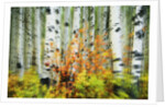 Aspen Grove Along McClure Pass by Anonymous