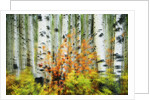 Aspen Grove Along McClure Pass by Anonymous