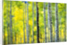 Aspen Grove in Autumn by Anonymous