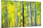 Aspen Grove in Autumn by Anonymous