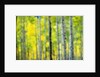 Aspen Grove in Autumn by Anonymous