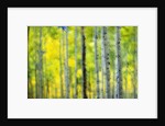 Aspen Grove in Autumn by Anonymous