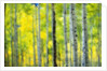 Aspen Grove in Autumn by Anonymous