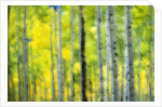 Aspen Grove in Autumn by Anonymous