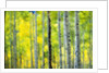 Aspen Grove in Autumn by Anonymous