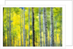 Aspen Grove in Autumn by Anonymous
