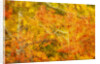 Aspen Foliage in Autumn by Anonymous