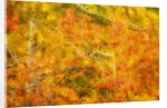 Aspen Foliage in Autumn by Anonymous