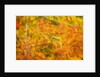 Aspen Foliage in Autumn by Anonymous
