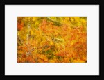 Aspen Foliage in Autumn by Anonymous