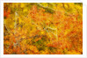 Aspen Foliage in Autumn by Anonymous