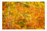 Aspen Foliage in Autumn by Anonymous
