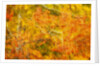 Aspen Foliage in Autumn by Anonymous