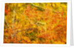 Aspen Foliage in Autumn by Anonymous