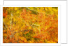 Aspen Foliage in Autumn by Anonymous