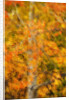 Aspens in Autumn by Anonymous