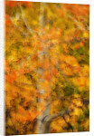 Aspens in Autumn by Anonymous