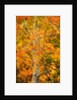 Aspens in Autumn by Anonymous