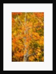 Aspens in Autumn by Anonymous