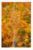 Aspens in Autumn by Anonymous