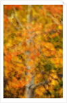 Aspens in Autumn by Anonymous