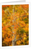Aspens in Autumn by Anonymous