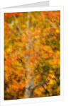 Aspens in Autumn by Anonymous
