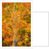 Aspens in Autumn by Anonymous