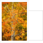 Aspens in Autumn by Anonymous