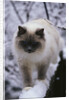 Ragdoll Cat Outside by Anonymous