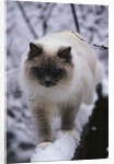 Ragdoll Cat Outside by Anonymous