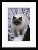 Ragdoll Cat Outside by Anonymous