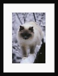Ragdoll Cat Outside by Anonymous