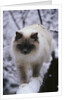 Ragdoll Cat Outside by Anonymous