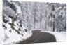 Winter Road in Yosemite National Park by Anonymous