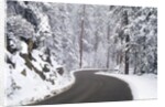 Winter Road in Yosemite National Park by Anonymous