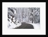 Winter Road in Yosemite National Park by Anonymous