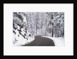 Winter Road in Yosemite National Park by Anonymous