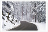 Winter Road in Yosemite National Park by Anonymous
