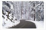 Winter Road in Yosemite National Park by Anonymous